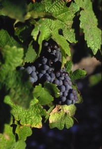Cabernet Sauvignon grapes©Photo:Claes Lofgren/winepictures.com
