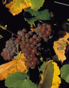 Gewurztraminer