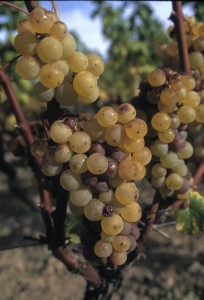 semillon3